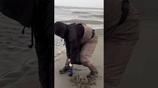 Razor Clam digging Washington State [upl. by Farlee]