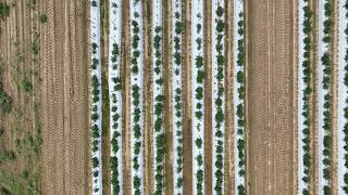 RGB flight  Clinton NC 2024  tomatoes [upl. by Noemi416]