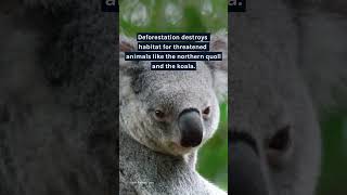 New deforestation stats from Queensland Australia [upl. by Ahsielat]