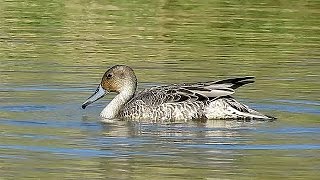 Northern Pintail Anas acuta  Summer Plumage [upl. by Shull]