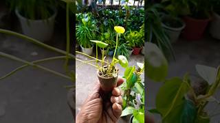 Reuse ♻️ small clay pot⚱️to propagate coin plant shorts plants trending [upl. by Nnair3]