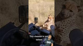 Tourists Call to Cheetah [upl. by Acinhoj]