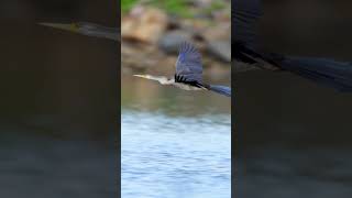 Coomera River birds Gold Coast Australia birds birdsofaustralia youtubeshorts australiabirds [upl. by Ahsenav]