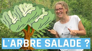 Larbre salade  Toona sinensis [upl. by Bergren]