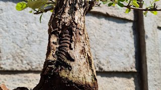 REPOTTING a CAMPHOR tree BONSAI Rare [upl. by Kampmeier]