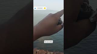 Baby groupers catch and release adventure fishing catchingfish goanfishing fishingtechniques [upl. by Aschim]