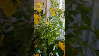 💛 🎺 Tecoma Stans  Pachagotla Tropical Trumpet Vine 🎗️〽️ Tecoma TrumpetVine Pachagotla [upl. by Noelle]