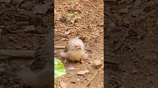 Yellow  Billed Babbler baby [upl. by Nolrac821]