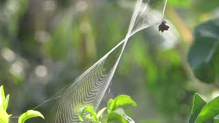 Spiders Spinning Webs Quiet Music Calming Mesmerizing Relaxing Classroom Music Mrs Arensberg [upl. by Enelrae574]