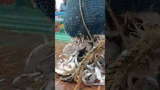 commercial fishing watch full video ↙▶ [upl. by Ilanos]