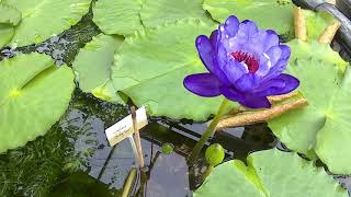 Nymphaea Betty Lou time lapse  water lily time lapse [upl. by Eixel127]