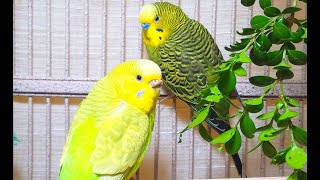 35 Hr Budgies Chirping Parakeets Sounds Reduce Stress  Relax to Nature Bird Sounds [upl. by Leif]