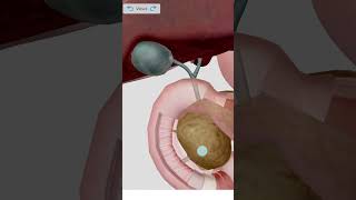 Liver liver anatomy 3D l abdomen animation [upl. by Gilemette]