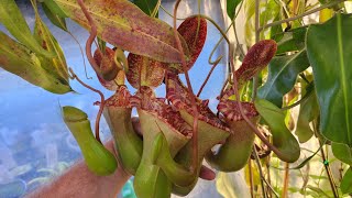 introduction to some great nepenthes for beginners [upl. by Aklam]