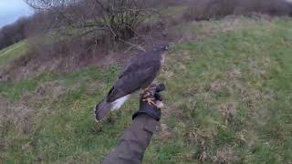 falconry sparrowhawk hunting teal [upl. by Namso196]