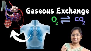 Gaseous exchange basicknowledgeanatomyphysiology [upl. by Verity]