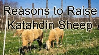 Good reasons to raise Katahdin sheep [upl. by Nealah219]