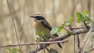 Whinchat Saxicola rubetra [upl. by Goldwin]