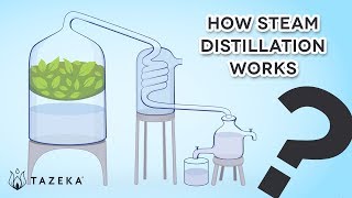 How Steam Distillation Works [upl. by Hailed49]