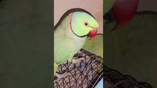 Peek a boo parrot ringnickparrot peekaboo [upl. by Borer501]