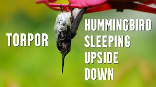 Hummingbird Sleeping Upside Down  Learn About Torpor [upl. by Noella]