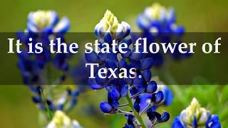 Facts about Texas Bluebonnet [upl. by Nodnart]