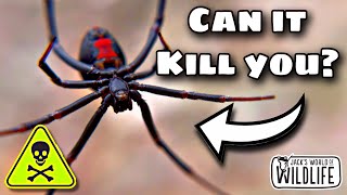 The DEADLIEST Widow Spider In AUSTRALIA [upl. by Noret]