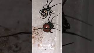 Latrodectus X Steatoda [upl. by Llimaj]