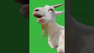 Animated Goat Eating  Green Screen greenscreen shorts greenscreenvideo short animals goat [upl. by Letrice567]