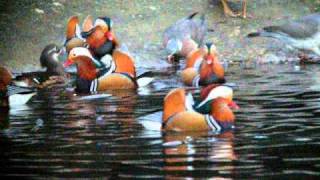 Mandarin Ducks Regents Park [upl. by Yruj]