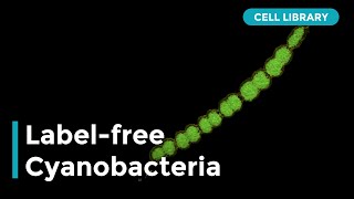 3D Labelfree Imaging of Cyanobacteria [upl. by Tegan]