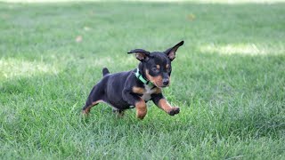 Mini Pinscher Puppies [upl. by Bentley]