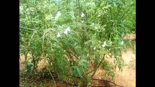 Moringa seeds PKM 2 Plant [upl. by Norag]