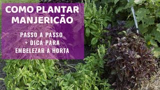 Como plantar manjericão como germinar e fazer canteiro [upl. by Drewett759]