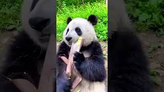 Cute Panda eating bamboo [upl. by Madelyn]