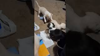 Puppies 3 weeks 4 days old [upl. by Aneroc]