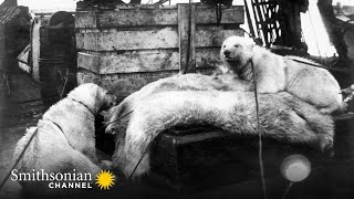 Polar Bears Face a New Threat to Their Life in Svalbard Climate Change ❄️🐻‍❄️ Smithsonian Channel [upl. by Yuh]