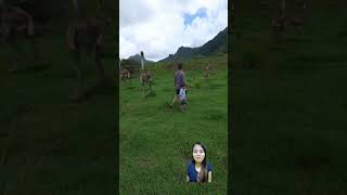 Awas Ketangkep TiRex Papah😱 dinosaur jurassicworld jurassicpark trex dino shortsvideo funny [upl. by Baily]