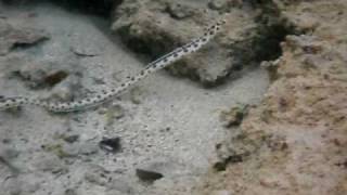 Serpente Anguilla a macchie  Spotted snake eel  Myrichthys maculosus [upl. by Nuhsed]