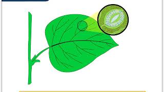 Parts of a Leaf  Environmental Studies Class 3 [upl. by Pages712]