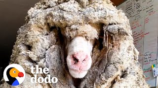 Sheep Covered In 80 Pounds Of Wool Makes Most Amazing Transformation  The Dodo Faith  Restored [upl. by Rehpotsyrhc]