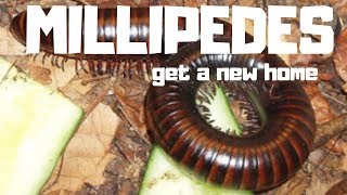 GIANT MILLIPEDES GET A NEW HOUSE Bioactive Cummunal millipede setip [upl. by Karlens]