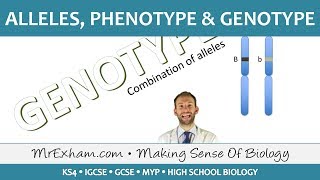 Alleles phenotype and genotype  GCSE Biology 91 [upl. by Chill]