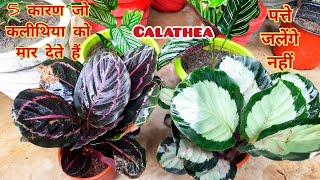 5 कारण जो calathea को मार देते हैंपत्ते जलने के कारण [upl. by Tabb]