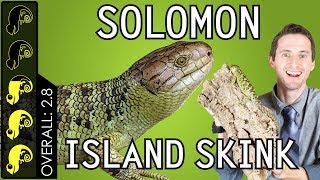 Solomon Island Prehensiletailed Skink The Best Pet Lizard [upl. by Klarika]