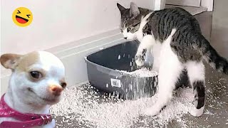 Funniest Cats And Dogs Videos 😁  Best Funny Animal Videos 2024 🥰6 [upl. by Odlonyer]