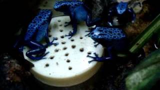 Dendrobates azureus alimentação em cativeiro [upl. by Cuthburt552]