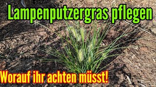 Lampenputzergras pflegen Standort gießen düngen schneiden vermehren Federborstengras Pennisetum [upl. by Agon]