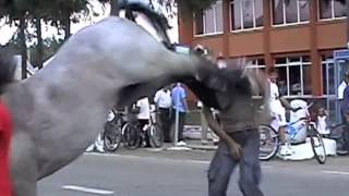 DAPS Viral Video Commentary 4  guy Get Kicked in Face By Horse [upl. by Murat]