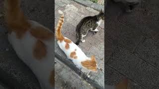 Anne çikolatamı gördün müü😼 cat kedi kediler keşfetteyim keşfet [upl. by Rosario]